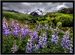 Park Narodowy Mount Rainier, Góry, Tatoosh Range, Łąka, Łubin, Stan Waszyngton, Stany Zjednoczone