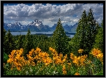 Stany Zjednoczone, Park Narodowy Grand Teton, Góry Teton Range, Drzewa, Las, Łąka, Kwiaty, Balsamorhiza