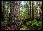 Las, Drzewa, Sekwoje, Paprocie, Park stanowy, Prairie Creek Redwood State Park, Kalifornia, Stany Zjednoczone