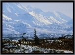 Renifer, Ośnieżone, Góry, Zima, Alaska