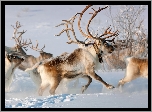 Renifery, Zima