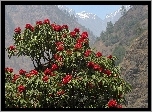 Rhododendron, Góry