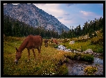 Góry, Wallowa Mountains, Rzeka, Lostine River, Konie, Drzewa, Stan Oregon, Stany Zjednoczone