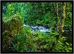 Stany Zjednoczone, Oregon, Kanion Columbia River Gorge, Strumień wodospadu Wahclella, Las, Rzeka