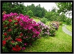 Rododendron, Ogród