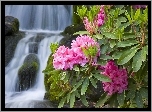 Kwiaty, Rododendrony, Wodospad