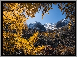Jesień, Góry Północnoczujskie, Ałtaj, Drzewa, Gałęzie, Republika Ałtaju, Rosja