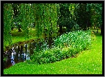 Polska, Gdańsk, Park Oliwski im. Adama Mickiewicza, Staw, Trawnik, Roślinność