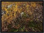 Jesień, Krzewy, Skały, Roślinność