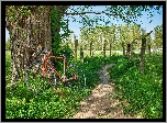 Rower, Drzewo, Pole, Ścieżka, Trawy, Ogrodzenie