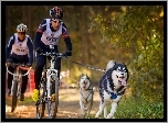 Rowerzyści, Psy, Husky, Las