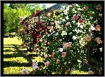Róże, Pergola, Lato, Ogród