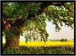Rozłożyste, Drzewo, Farmy, Pola, Rzepak, Lato