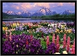Różne, Kwiaty, Ogród, Jezioro, Szczyty, Gór