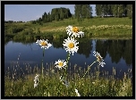Łąka, Rzeka, Margerytki
