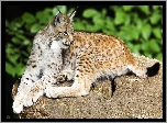 Ryś, Skała