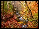 Potok, Rzeczka, Las, Drzewa, Jesień