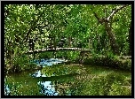 Las, Rzeczka, Mostek
