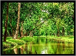 Park, Rzeczka, Drzewa