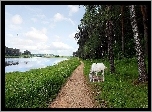 Rzeka, Las, Ścieżka, Biały, Koń