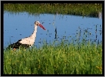 Bocian, Rzeka, Trawy