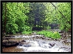 Rzeka, Drzewa