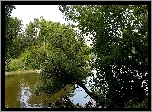 Rzeka, Drzewa