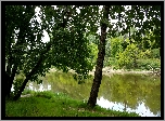 Rzeka, Drzewa