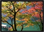 Drzewa, Rzeka, Japonia