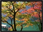Drzewa, Rzeka, Japonia