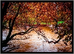 Rzeka, Park, Drzewa, Jesień