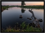 Rzeka, Trawa, Drzewa, Kłoda