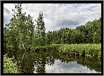 Rzeka, Trawa, Drzewa, Las