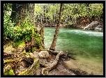 Dżungla, Rzeka, Las