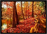 Jesień, Rzeka, Park