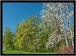 Las, Rzeka, Łąka
