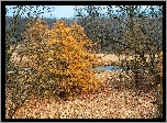Las, Rzeka, Jesień