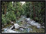 Las, Rzeka, Kamienie