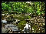 Las, Rzeka, Kamienie