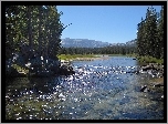Rzeka, Kamienie, Las, Kalifornia