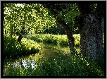 Rzeka, Las, Lato, Drzewa