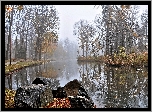 Rzeka, Kaczki, Kamienie, Park, Mgła, Jesień