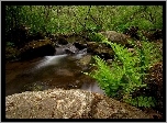 Rzeka, Kamienie, Paproć, Las