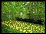 Park, Rzeka, Tulipany