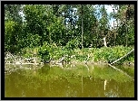 Rzeka, Drzewa, Brzeg, Połamane, Gałęzie