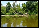 Rzeka, Odbicie, Połamane, Drzewa