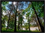 Rzeka, Las, Promienie, Słońca