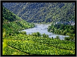 Rzeka Mozela, Winnice, Roślinność, Saksonia, Niemcy
