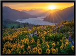 Stany Zjednoczone, Waszyngton, Rzeka, Columbia River Gorge, Góry, Promienie słońca, Kwiaty, Łubin, Balsamorhiza