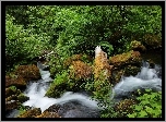 Stany Zjednoczone, Stan Oregon, Rwąca, Rzeka North Umpqua River, Kamienie, Skały, Drzewa